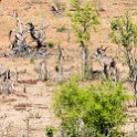 BWA NW Chobe 2016DEC04 NP 123 : 2016, 2016 - African Adventures, Africa, Botswana, Chobe National Park, Date, December, Month, Northwest, Places, Southern, Trips, Year